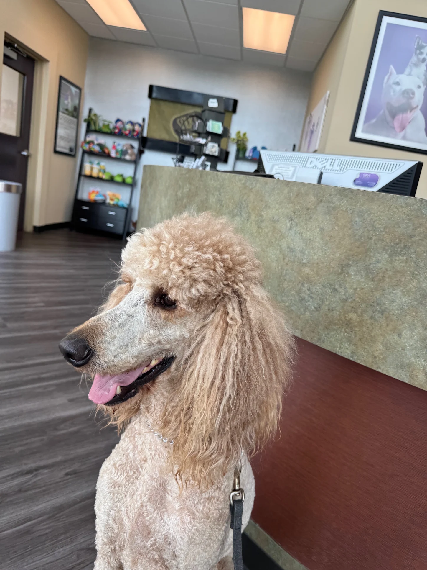 A standard poodle in the care of the team at Snug Pet Resort in San Diego